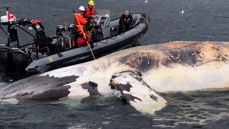 Un bateau de chercheurs près d'une baleine morte flottant dans le golfe.