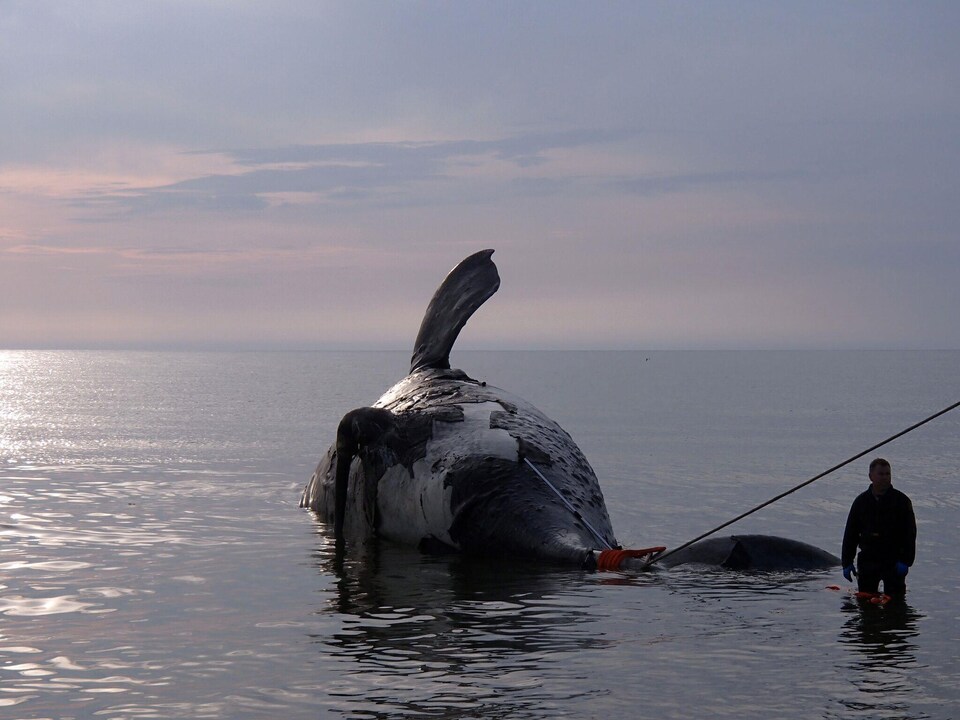 Une baleine noire morte dans le golfe du Saint-Laurent
