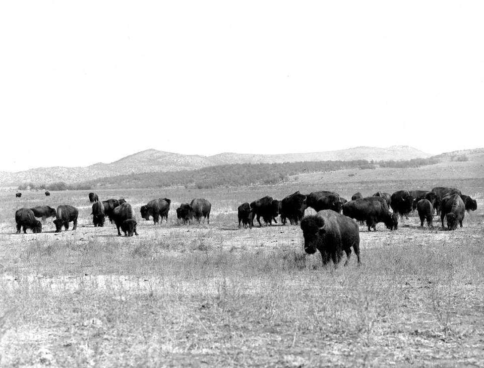 Photo d'archives montrant des bisons sur la plaine