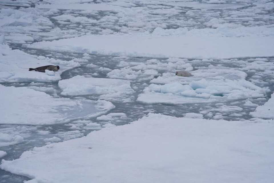 Deux phoques se trouvant sur la glace alors que la banquise se brise sous la force du courant dans le golfe du Saint-Laurent en 2018.