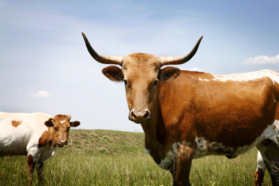 Deux vaches cornues dans un pâturage.