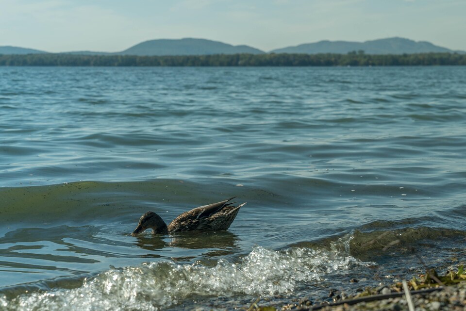 Un canard nage au bord de l'eau.