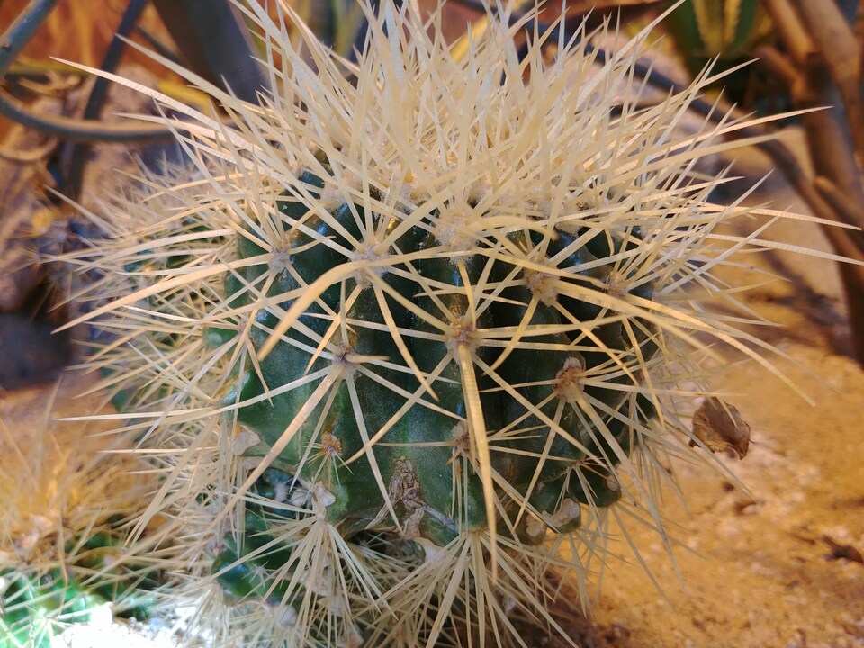 Un cactus en gros plan.