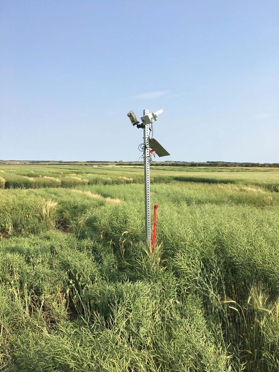 Une caméra fixée dans un champ enregistre des images des plants en croissance tout au long de l'été.
