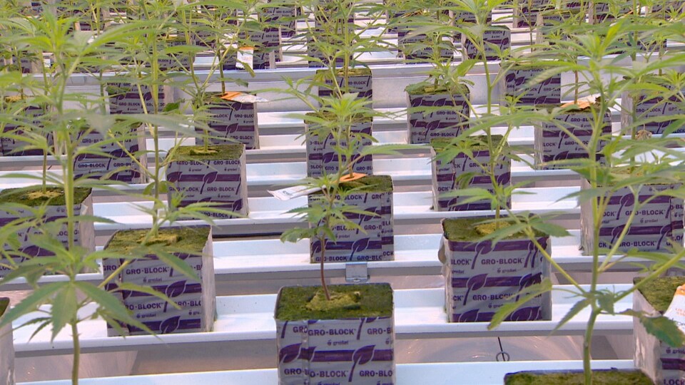 Des plantes de cannabis alignées dans une usine de production.