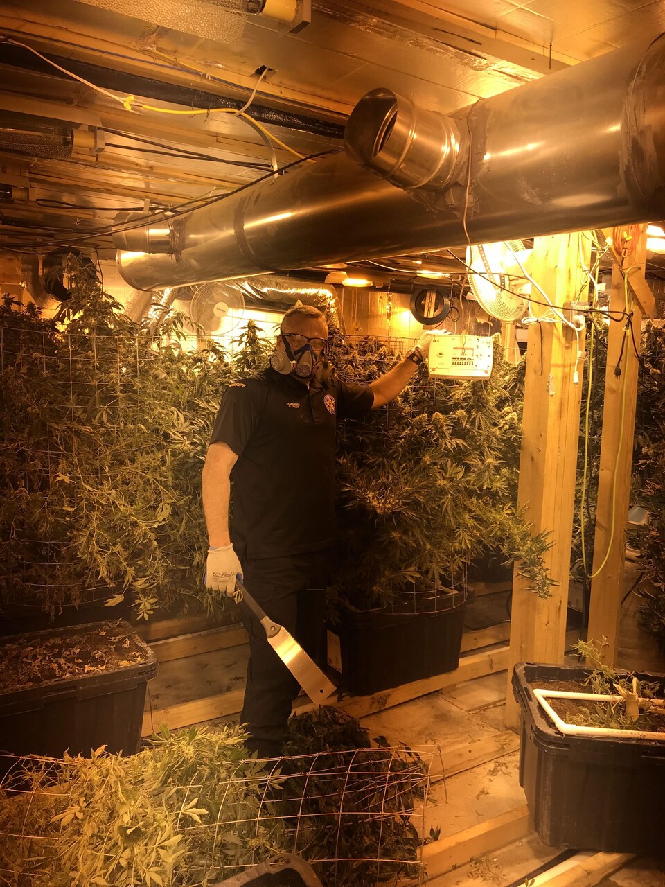Un policier lors d'une descente dans une plantation de cannabis illégale.