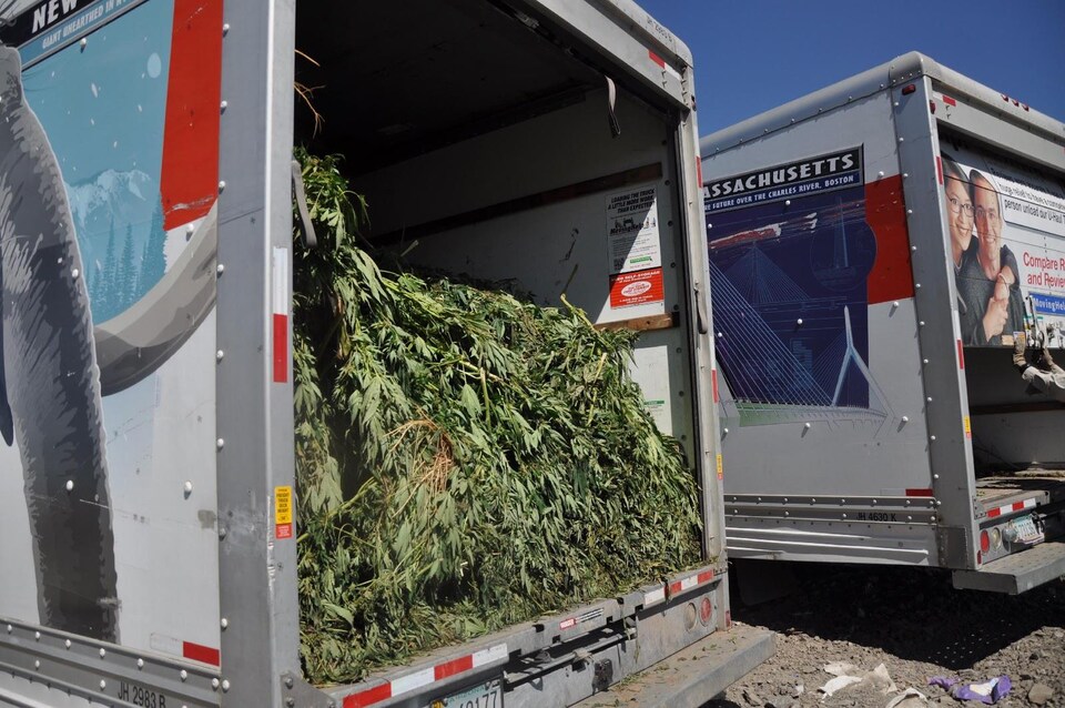 Un chargement de plants de cannabis est intercepté par des agents.