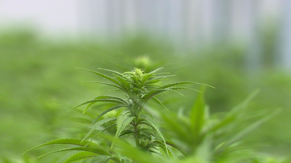 Une image isolée d'un plan de cannabis.