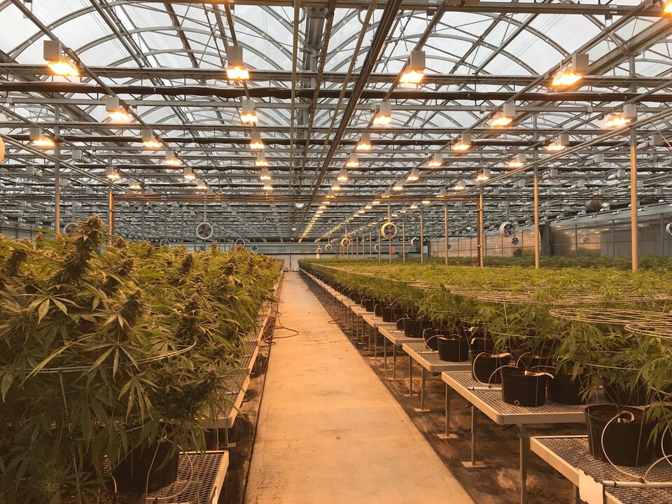 Des centaines de plantes sont placées sur des tables, en rang. Au-dessus des plantes, on peut voir des lunettes et des ventilateurs.