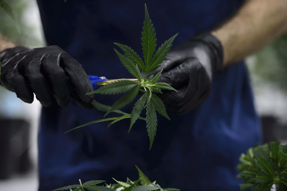 Un travailleur coupe un plan de cannabis dans une usine de production. 