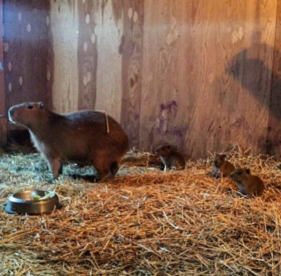 3 Bebes Pour Les Capybaras Du Zoo De High Park Radio Canada Ca