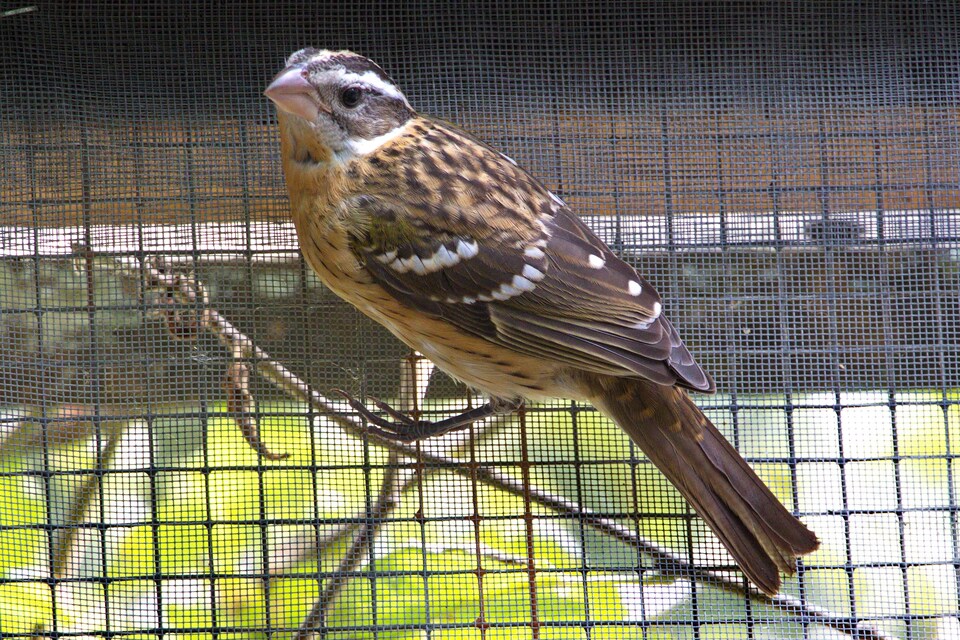 Un oiseau de couleur brun et blanc avec des rayures noires sur la tête dans une cage d'un refuge.