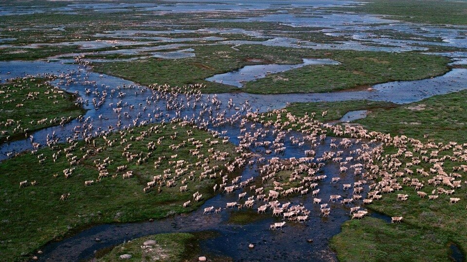 Un troupeau de caribous près de la baie d'Hudson