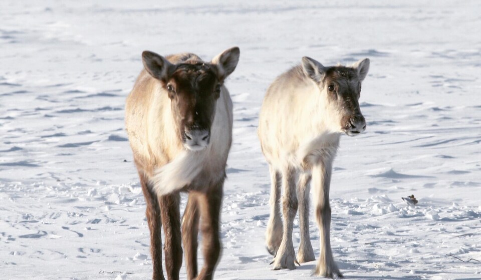 Des caribous montagnards de la Gaspésie