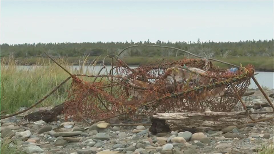 Un casier de crabe des neiges a été détaché d'une baleine remorquée jusqu'à Miscou.