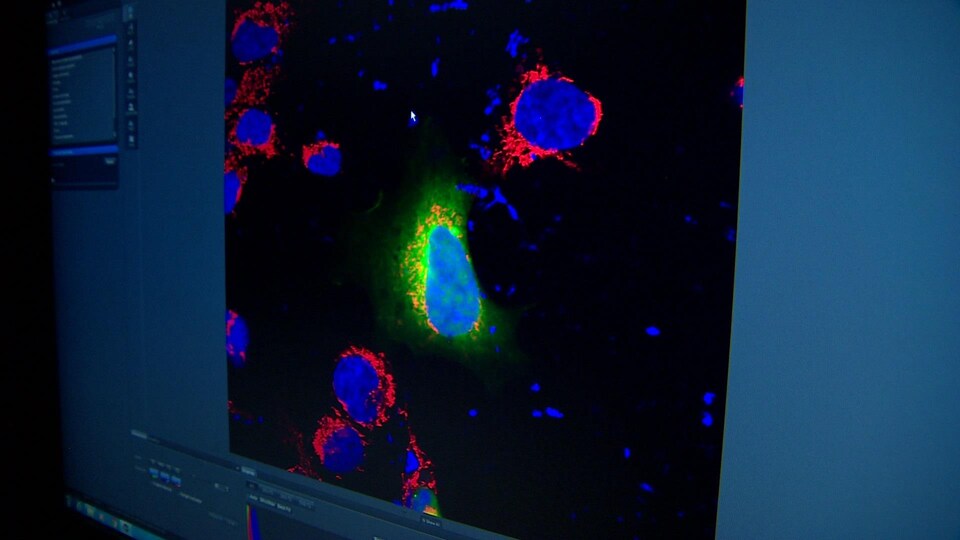 Une dizaine de protéines contenues dans une même cellules sont colorées en bleu. On y distingue facilement l'enzyme SRMS par sa couleur verte. 