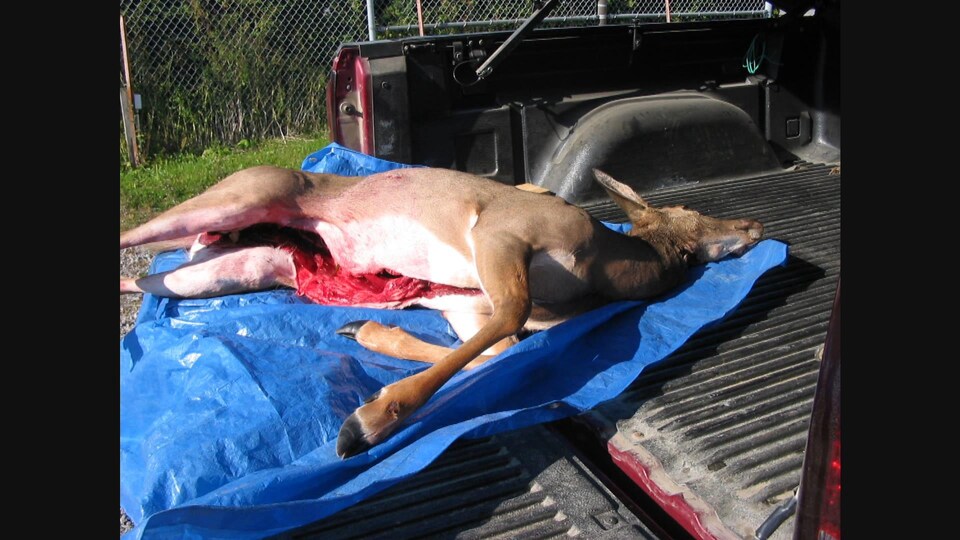 On voit, dans le coffre d'un camion, la carcasse du cerf, déposée sur une bâche bleue.