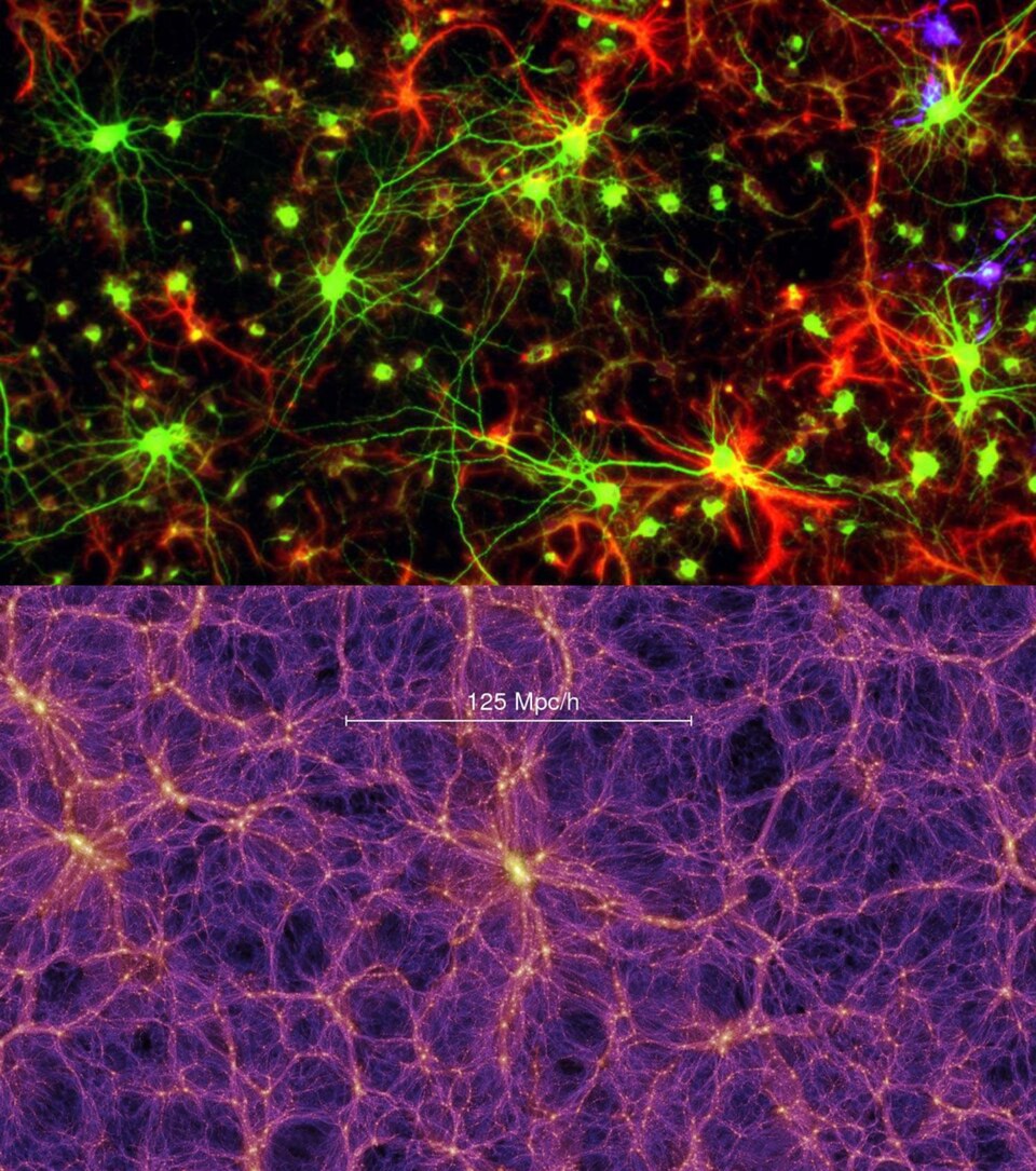 Images des neurones et de 'Univers.