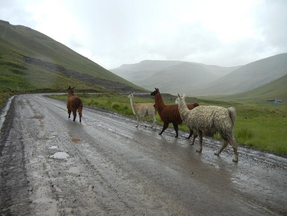 Chamaco est aussi une région d'élevage des lamas.