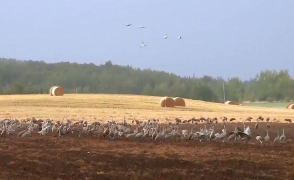 La Grue Du Canada Oiseau De Malheur Des Agriculteurs Ici