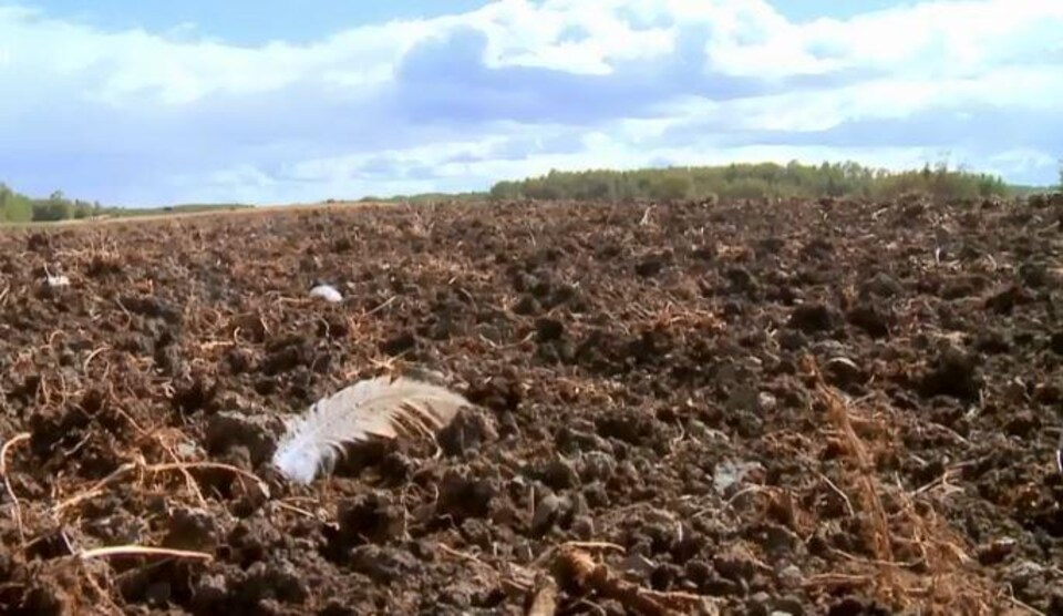 La Grue Du Canada Oiseau De Malheur Des Agriculteurs Ici