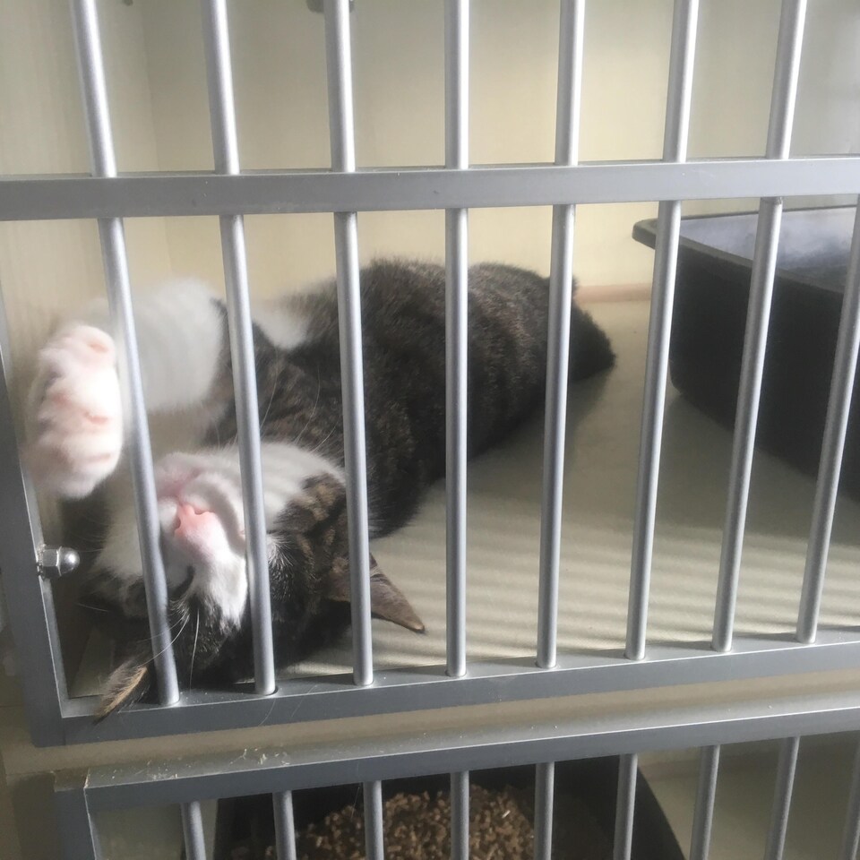 Un chat en quarantaine, au refuge de la SPCA-Péninsule acadienne, à Shippagan.