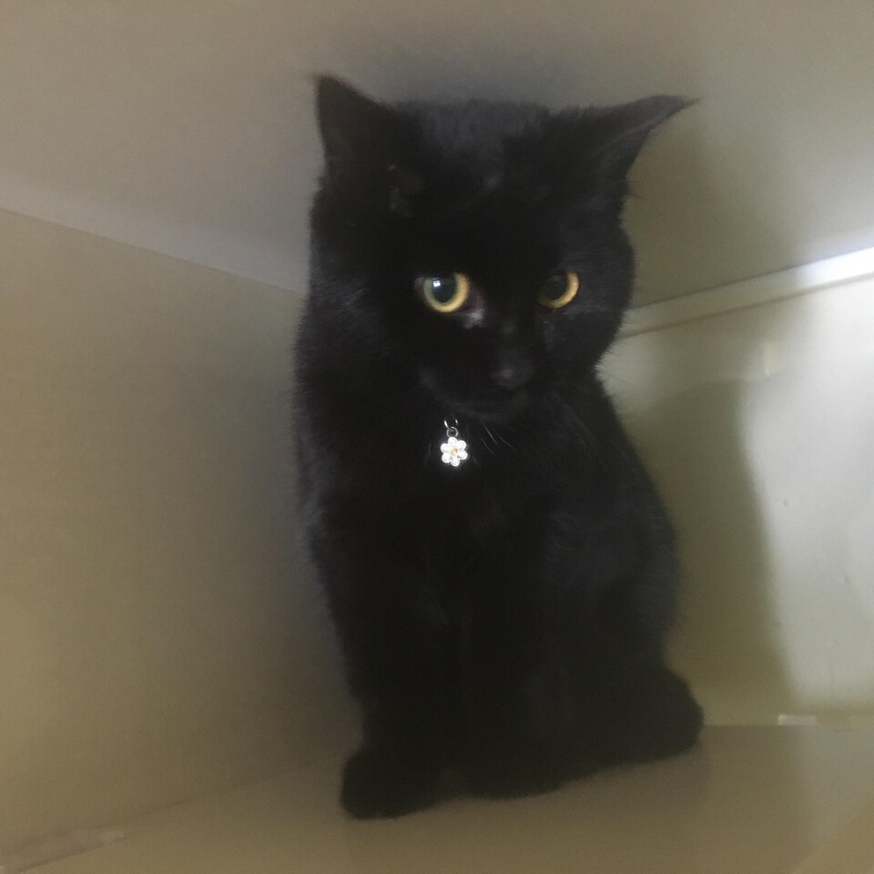 Vu un vendredi 13, ce chaton tout noir nommé Ombre. Il ne lui manque qu'un vaccin avant d'être prêt pour une éventuelle adoption.