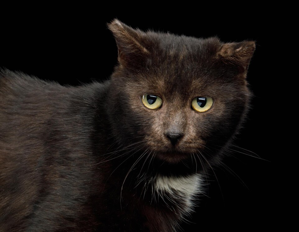 Un chat brun sur fond noir.