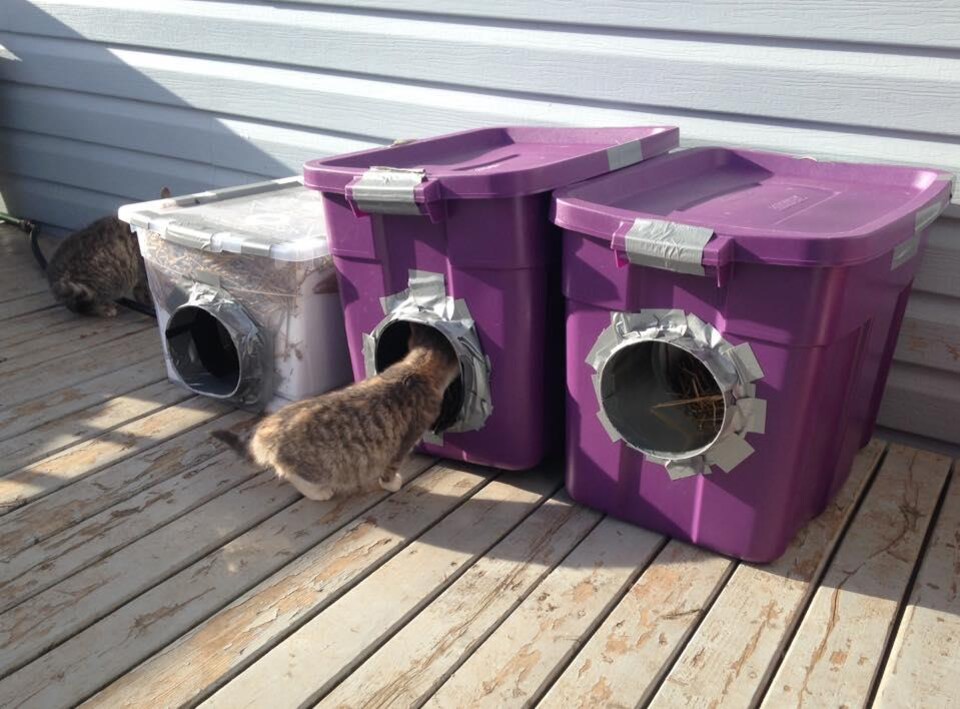 Des Colonies De Chats Errants Partout Dans La Peninsule Acadienne Radio Canada Ca