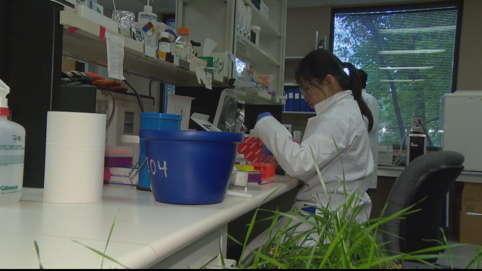 Une chercheuse dans un laboratoire du Conseil national de recherches du Canada à Saskatoon