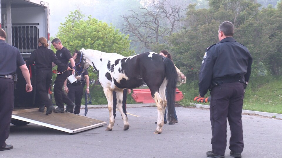 Femme Morte Après Rapport Avec Un Cheval Au moins 16 chevaux morts dans l'incendie d'une écurie à Toronto