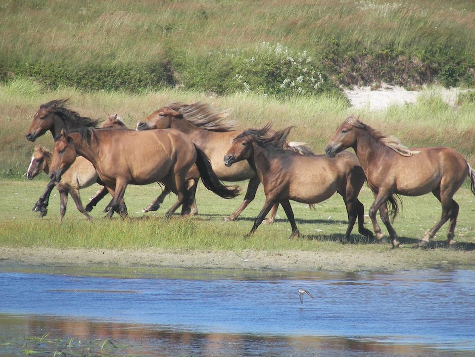 Un groupe de chevaux sauvages de l'île de Sable galope près d'un cours d'eau.