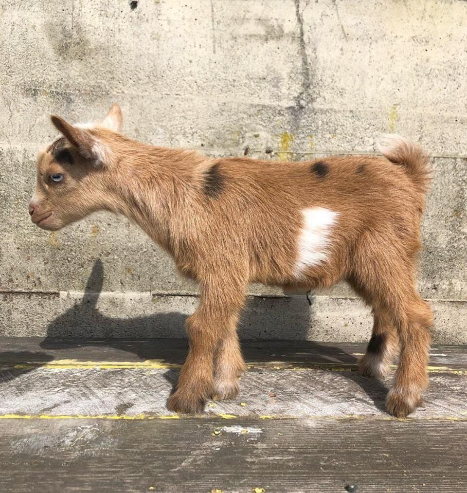 Un Chevreau Porte Disparu Apres Un Evenement Organise Dans Une Ferme De L Ile De Vancouver Radio Canada Ca Un Chevreau Porte Disparu Apres Un Evenement Organise Dans Une Ferme De L Ile De Vancouver Radio Canada Ca