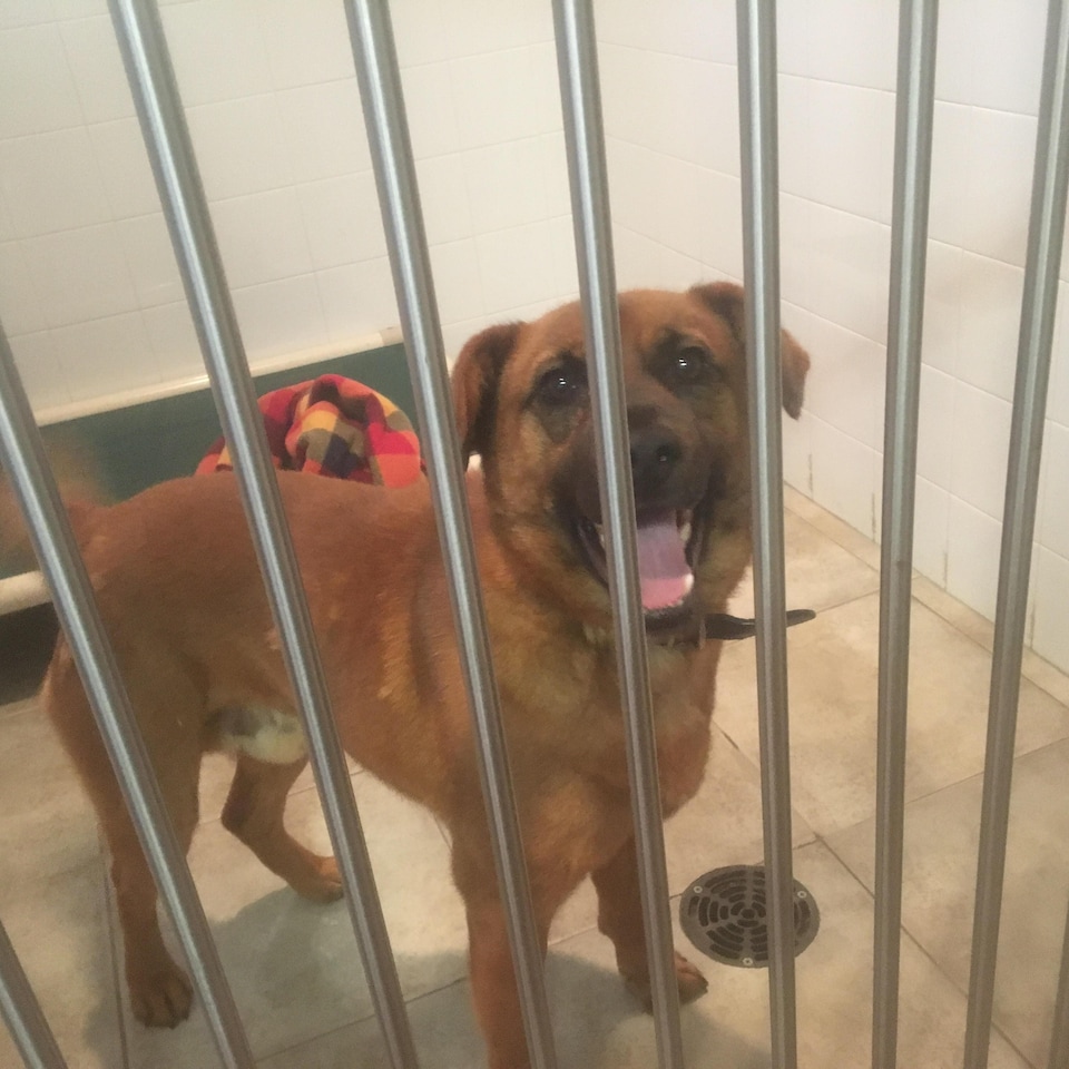 Ce chien aussi est en quarantaine au refuge de la SPCA-Péninsule acadienne, à Shippagan.