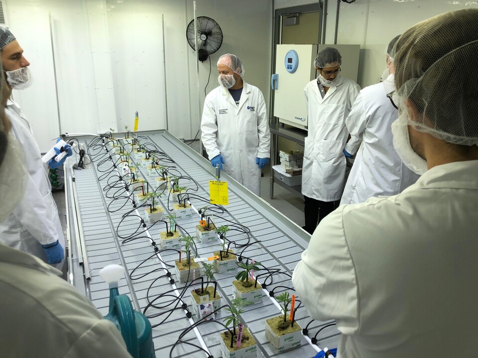 Dans une salle de culture de cannabis, des étudiants sont autour d'une table où sont placés de petits plans.
