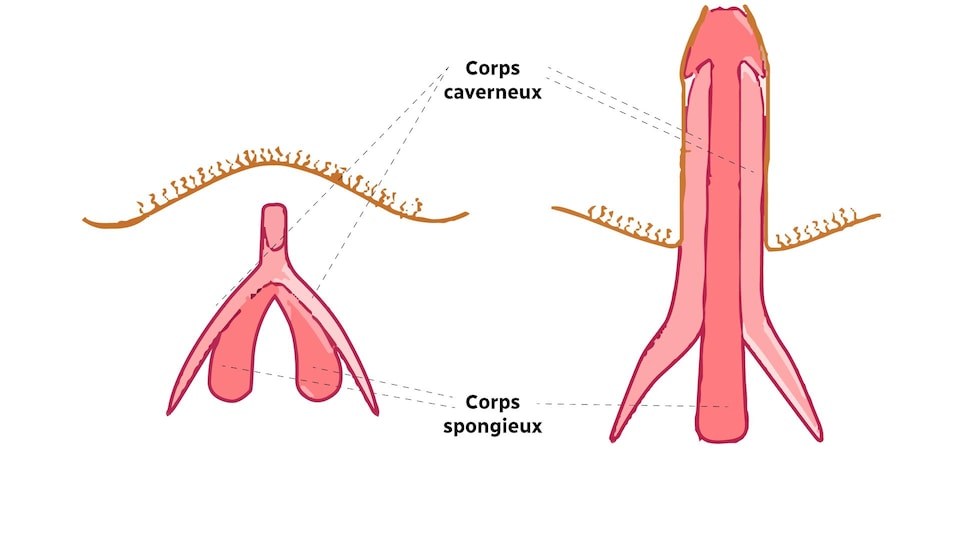 Le clitoris est composé de corps caverneux et spongieux, comme le pénis. Il se gorge de sang pendant l'excitation sexuelle.