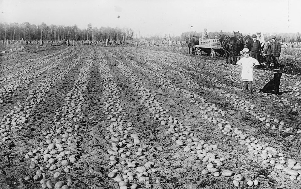 Grosse récolte en vue dans un champ de pommes de terres américain, vers 1915, où une petite fille et son chien noir fixent l'objectif avec un petit air de défi