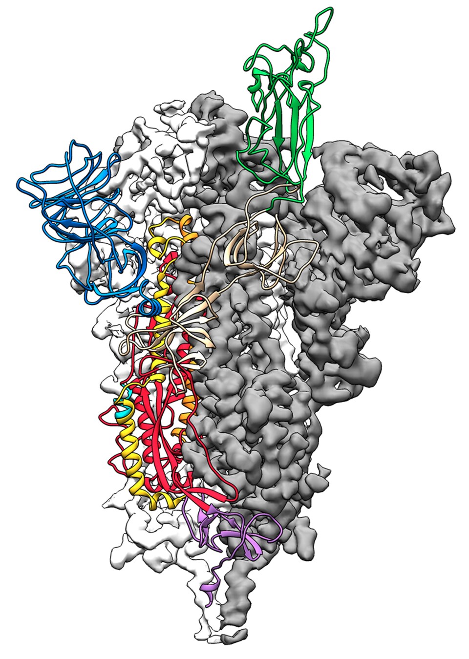 La structure moléculaire de la protéine S.