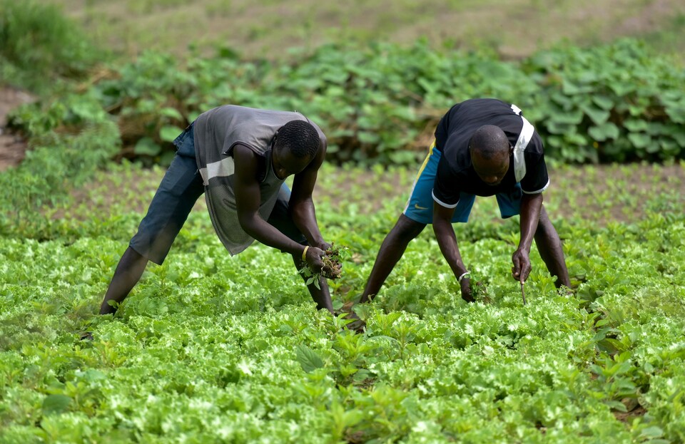 Des travailleurs agricoles