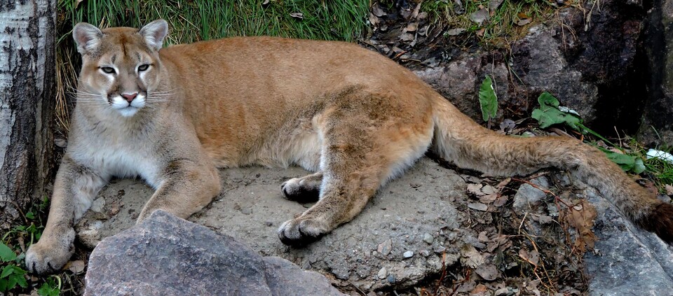 On voit un cougar couché par terre.