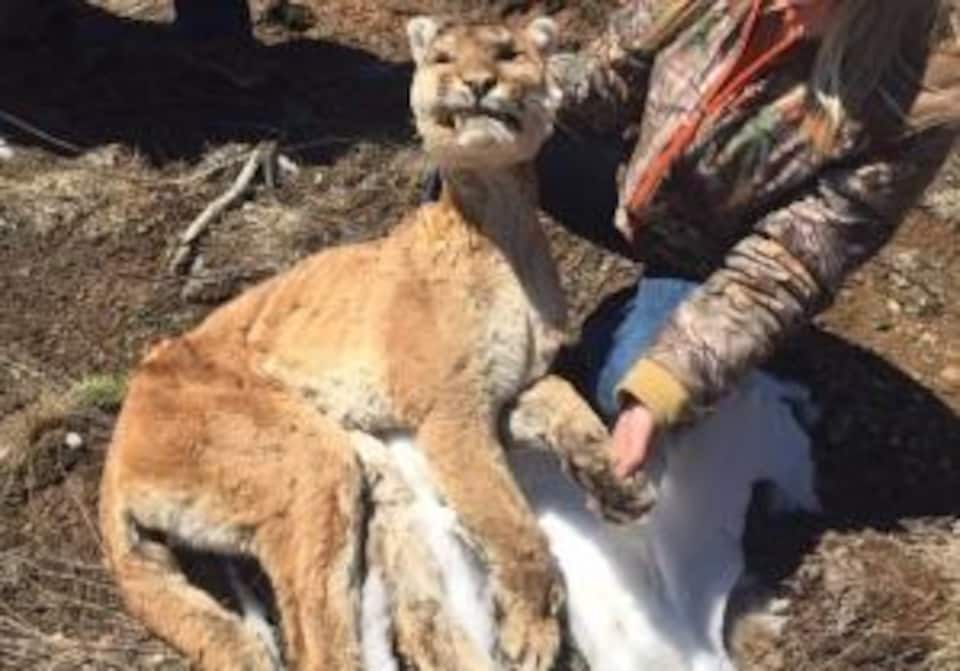 La carcasse de cougar était en bon état lors de sa découverte.