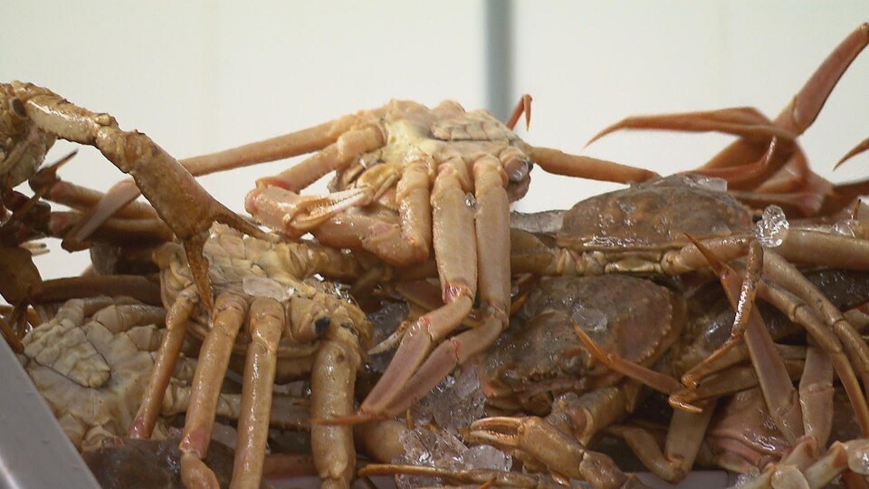 Des spécimens de crabe des neiges pêchés dans les provinces de l'Atlantique et destinés à l'exportation.