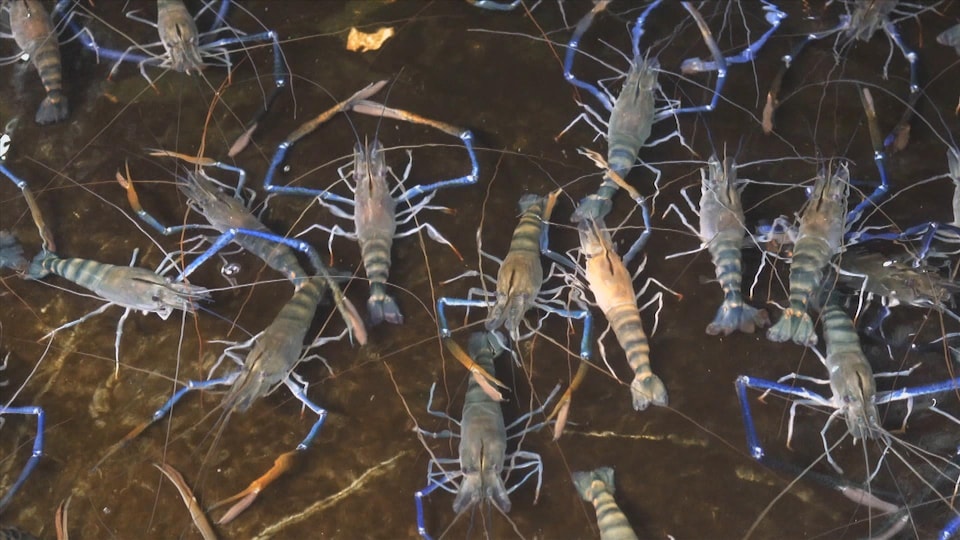 On voit des crevettes vivantes, de haut, dans un bassin rempli d'eau.