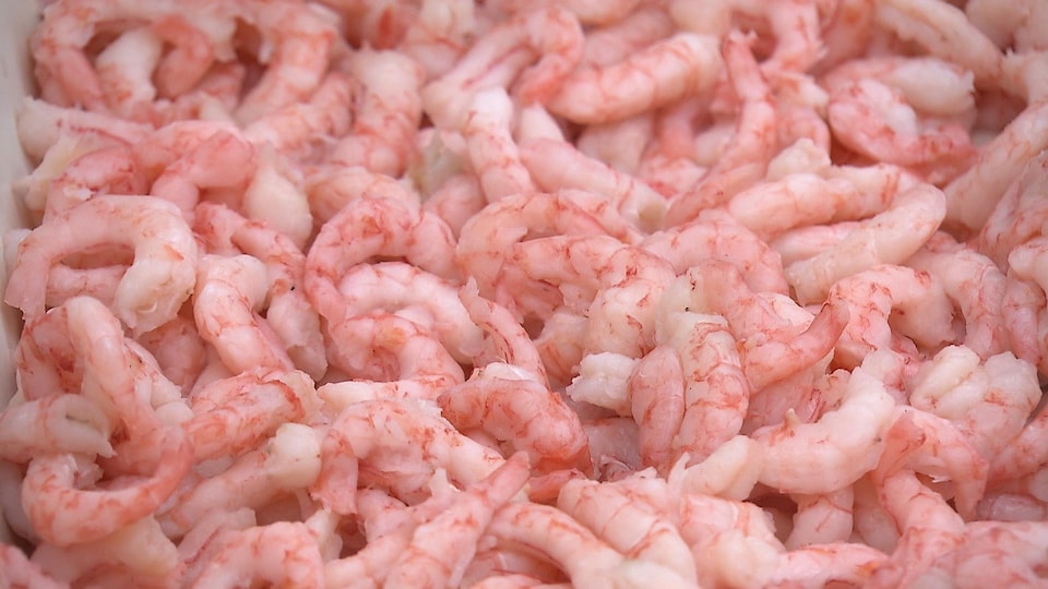 Crevettes nordiques
