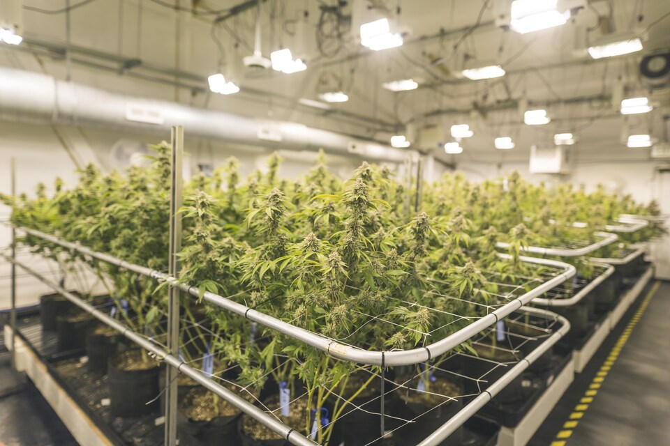 Des plants de cannabis.