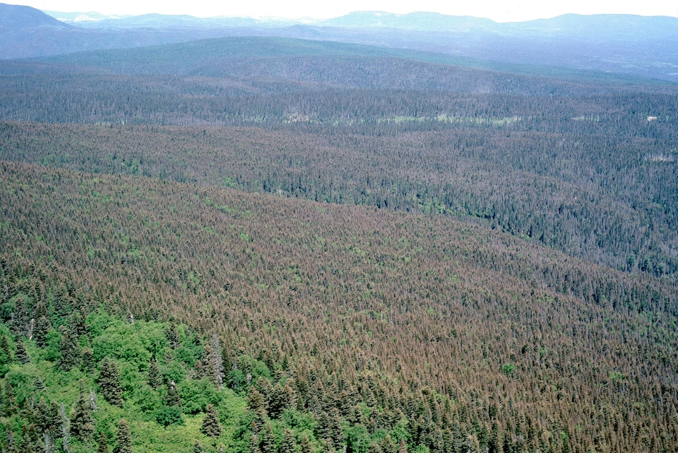 Une forêt avec beaucoup d'arbres souffrant de défoliation.