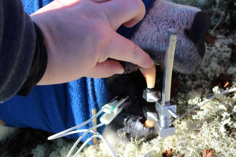 Un scientifique prend la mesure de la dent d'un ours.
