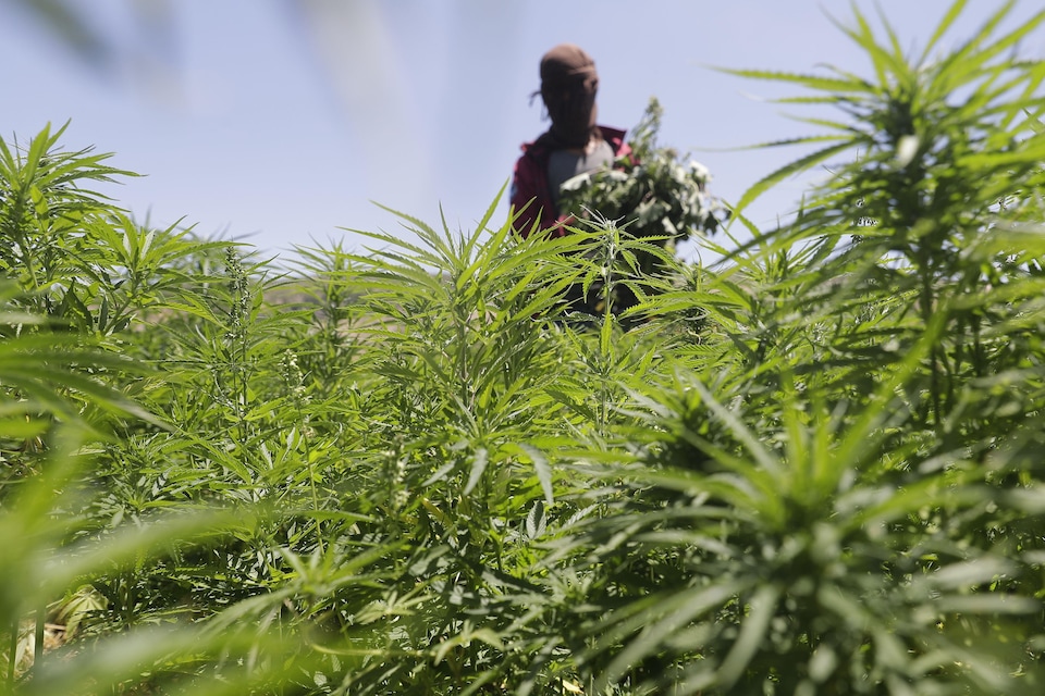Un champ de cannabis au Liban avec un travailleur cagoulé en arrière-plan.
