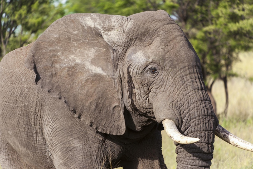 Un éléphant d'Afrique dans la savane de Tanzanie.