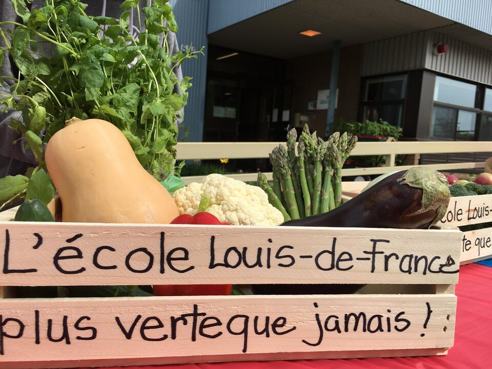 Les élèves de l'École Louis-de-France, à Trois-Rivières, font pousser des légumes.